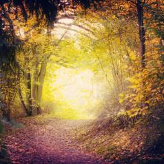 Path in autumn woods is illuminated with mysterious golden light